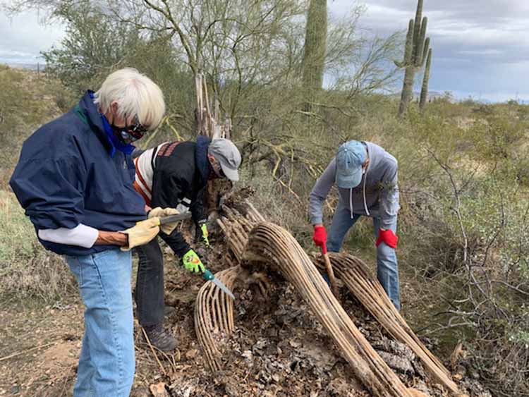saguaro hunt